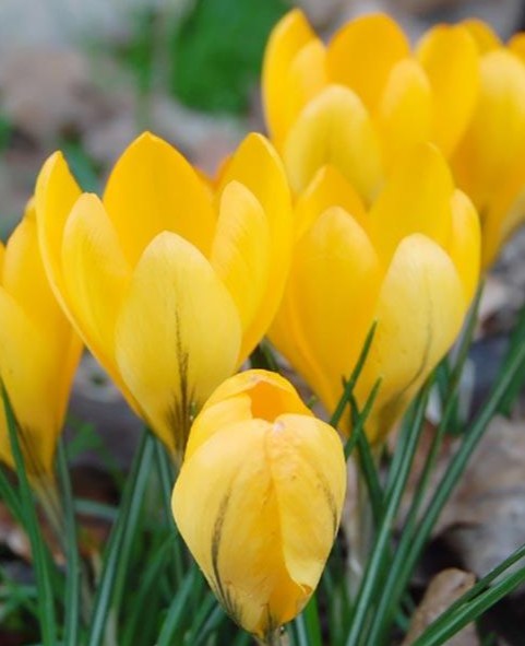 X 10 CROCUS GOLDEN YELLOW 8/9