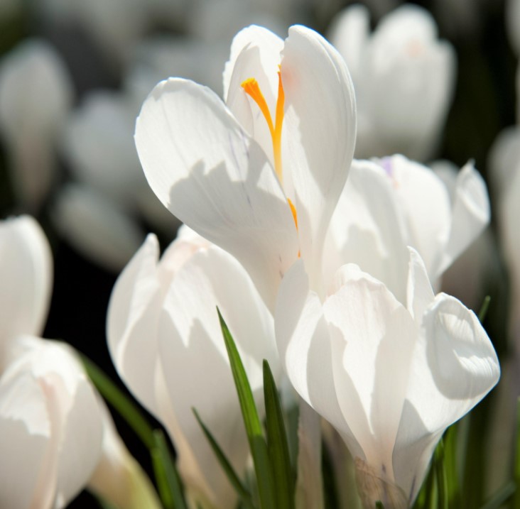 X 10 CROCUS JEANNE DARC 8/9