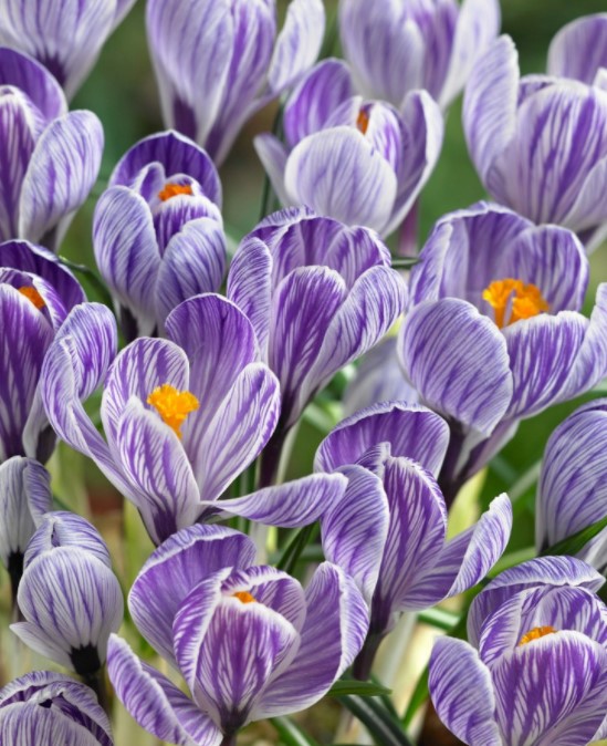 X 10 CROCUS PICKWICK 8/9