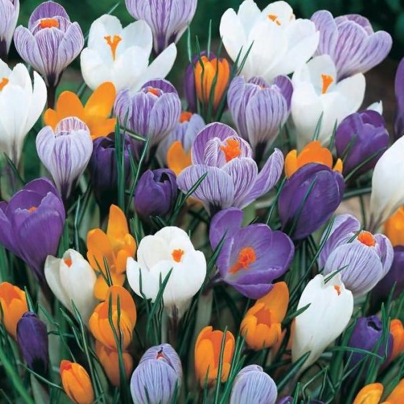 X 10 CROCUS GROOTBLOEMIG MIX 8/9