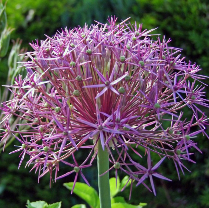 X   3 ALLIUM CHRISTOPHII 12/14