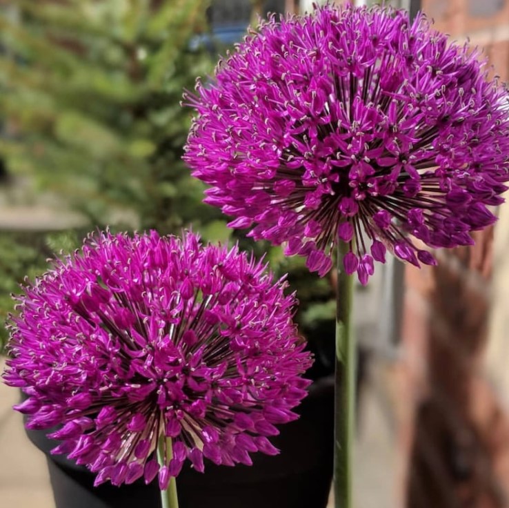 X   5 ALLIUM PURPLE SENSATION 12/14