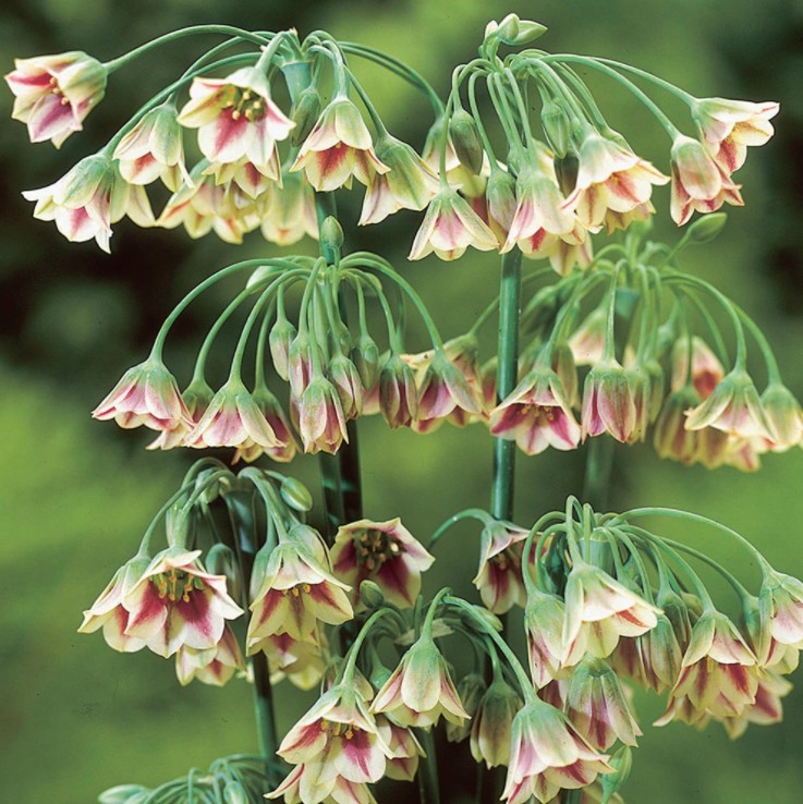 X   5 ALLIUM NECTAROSCORDUM SICULUM 8/10