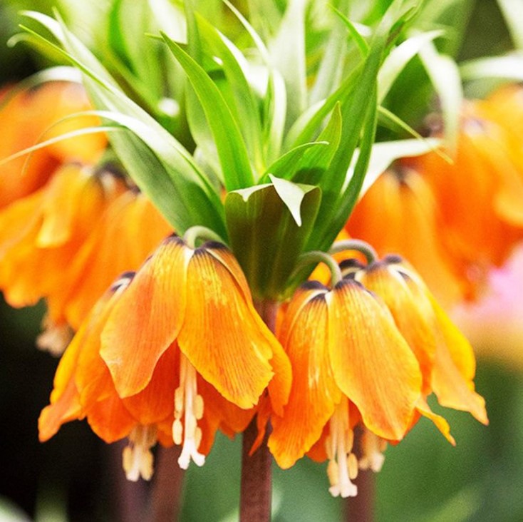 X   1 FRITILLARIA AURORA 20/24