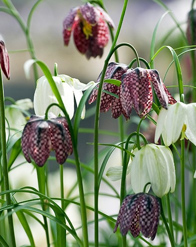 X 15 FRITILLARIA MELEAGRIS  MIX 6/7