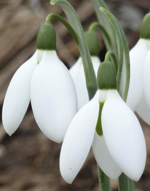 X 10 GALANTHUS ELWESII 5/6