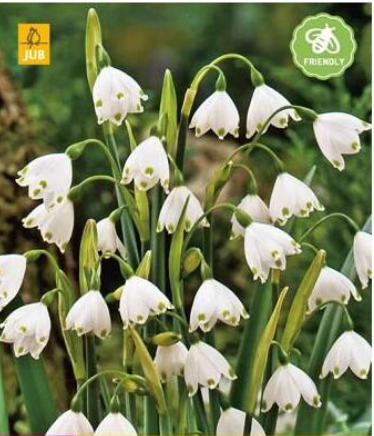 X 10 LEUCOJUM AESTIVUM