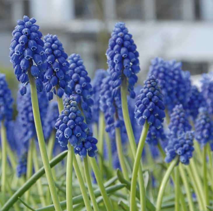 X 20 MUSCARI ARMENIACUM 8/9