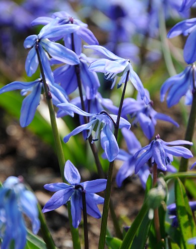 X 20 SCILLA SIBERICA 7/8