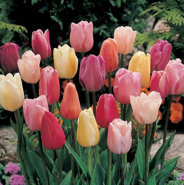 TULPEN