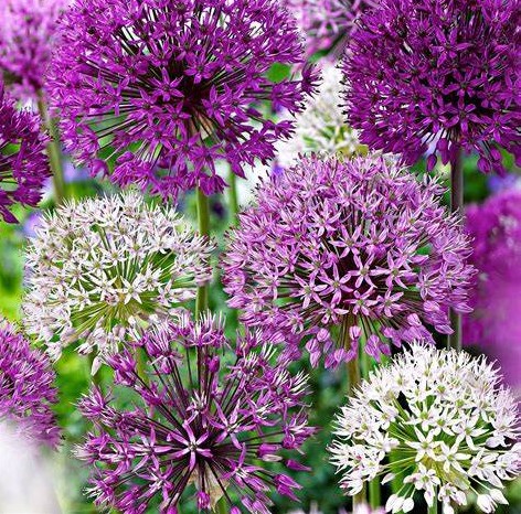 ALLIUMS