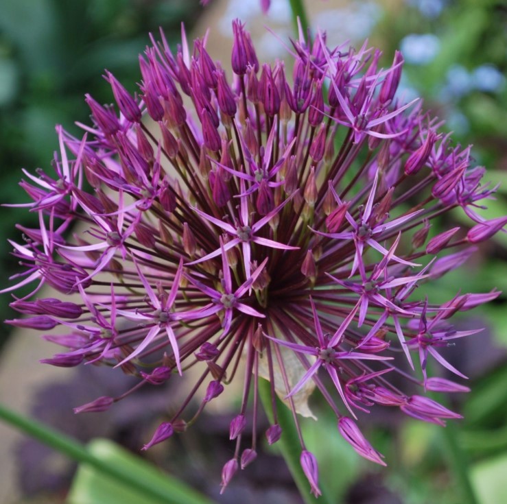 X   40 ALLIUM PURPLE RAIN 10/12