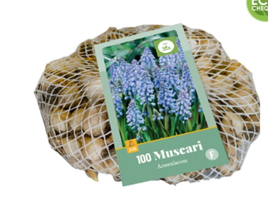 x 100 MUSCARI ARMENIACUM 7/8