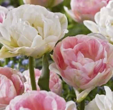 X 15 TULIPA DOUBLE SENSATION 11/12