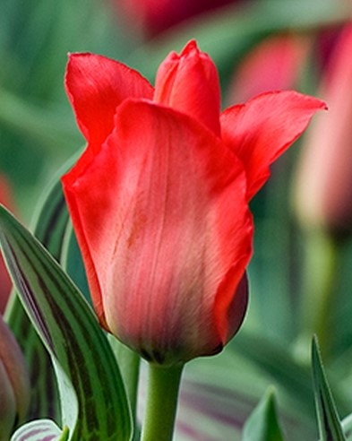 X 25 TULIPA GREIGII ROOD 11/12