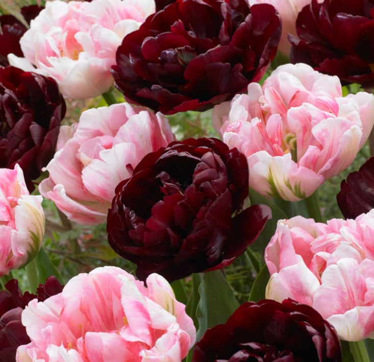 X 15 TULIPA SWEET DESIRE MIX 11/12