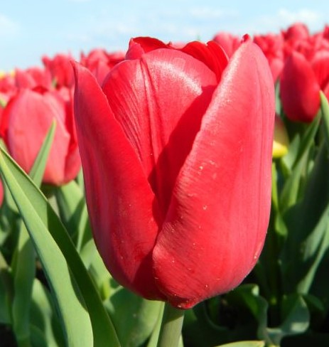 X 25 TULIPA TRIUMPH ROOD 11/12