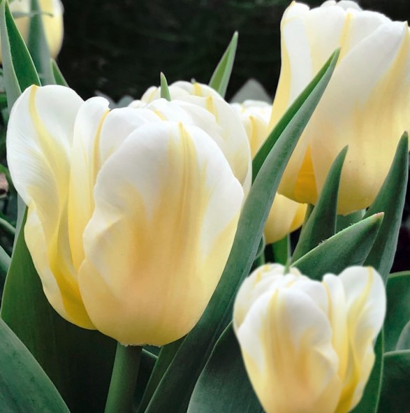 X 20 TULIPA TRIUMPH WIT 11/12