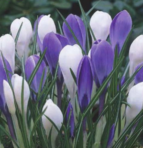 X 30 CROCUS BLAUW - WIT 7/8