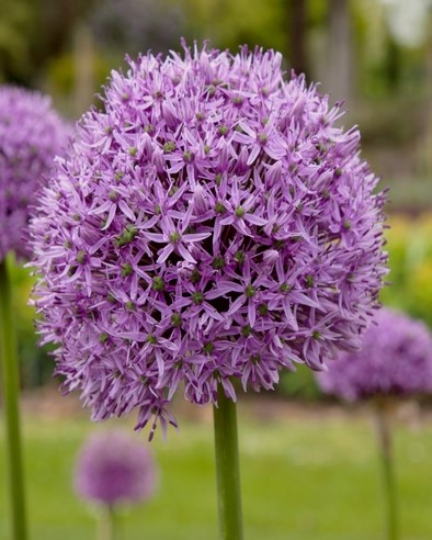 X 5 ALLIUM GLADIATOR 16/18