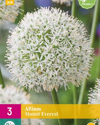 X 3 ALLIUM MOUNT EVEREST 16/18