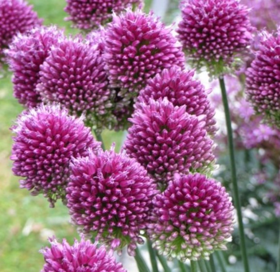 X 100 ALLIUM SPHAEROCEPHALON 5/6