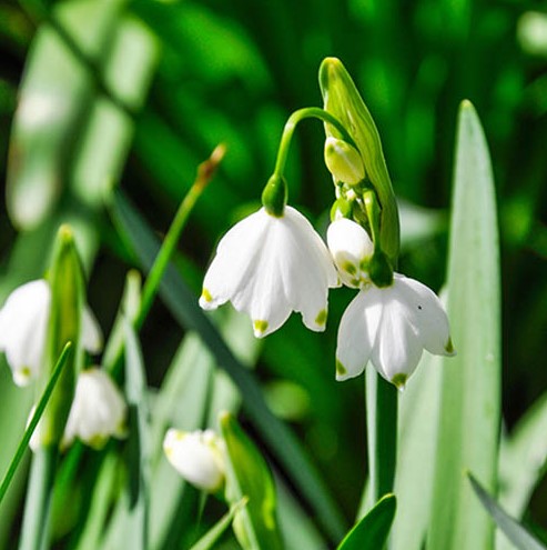 X 20 LEUCOJUM AESTIVUM 8/9