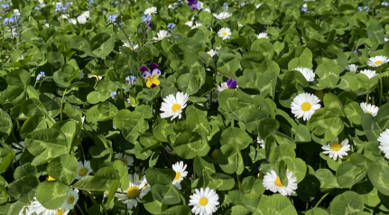 BIODIVERS KRUIDEN- EN BLOEMENGAZON