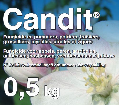 CANDIT