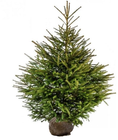 PICEA ABIES KLUIT 175-200 CM