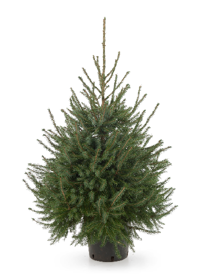 PICEA ORMORIKA  IN POT 60-80 CM