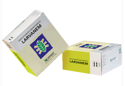 LARVANEM, ENGERLING