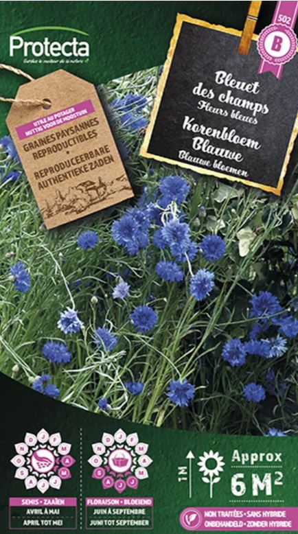 KORENBLOEM BLAUWE