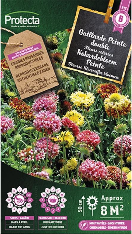 KOKARDEBLOEM PEINTE