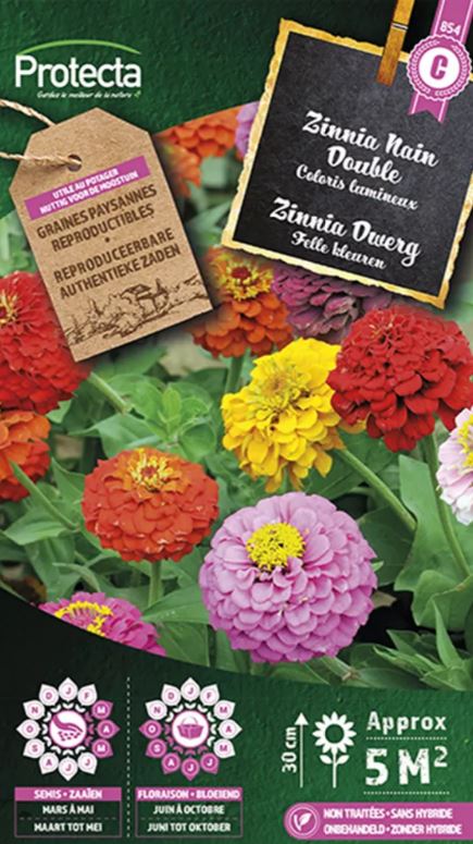 ZINNIA