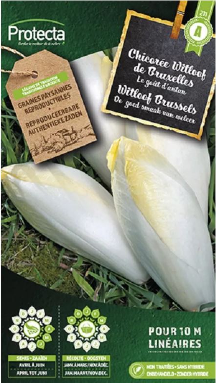 WITLOOF