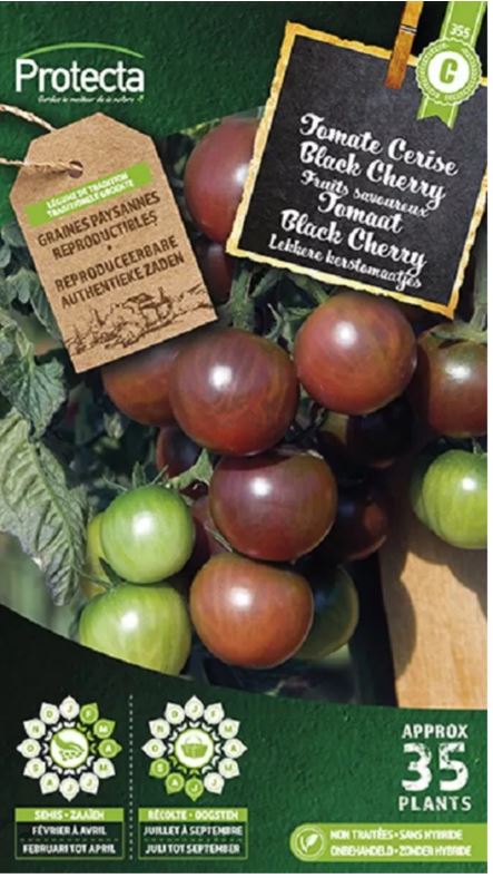 TOMAAT BLACK CHERRY