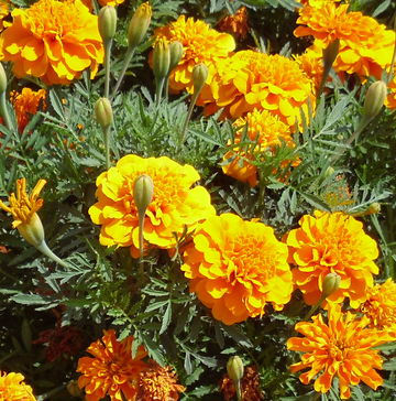 TAGETES  - 20 KG