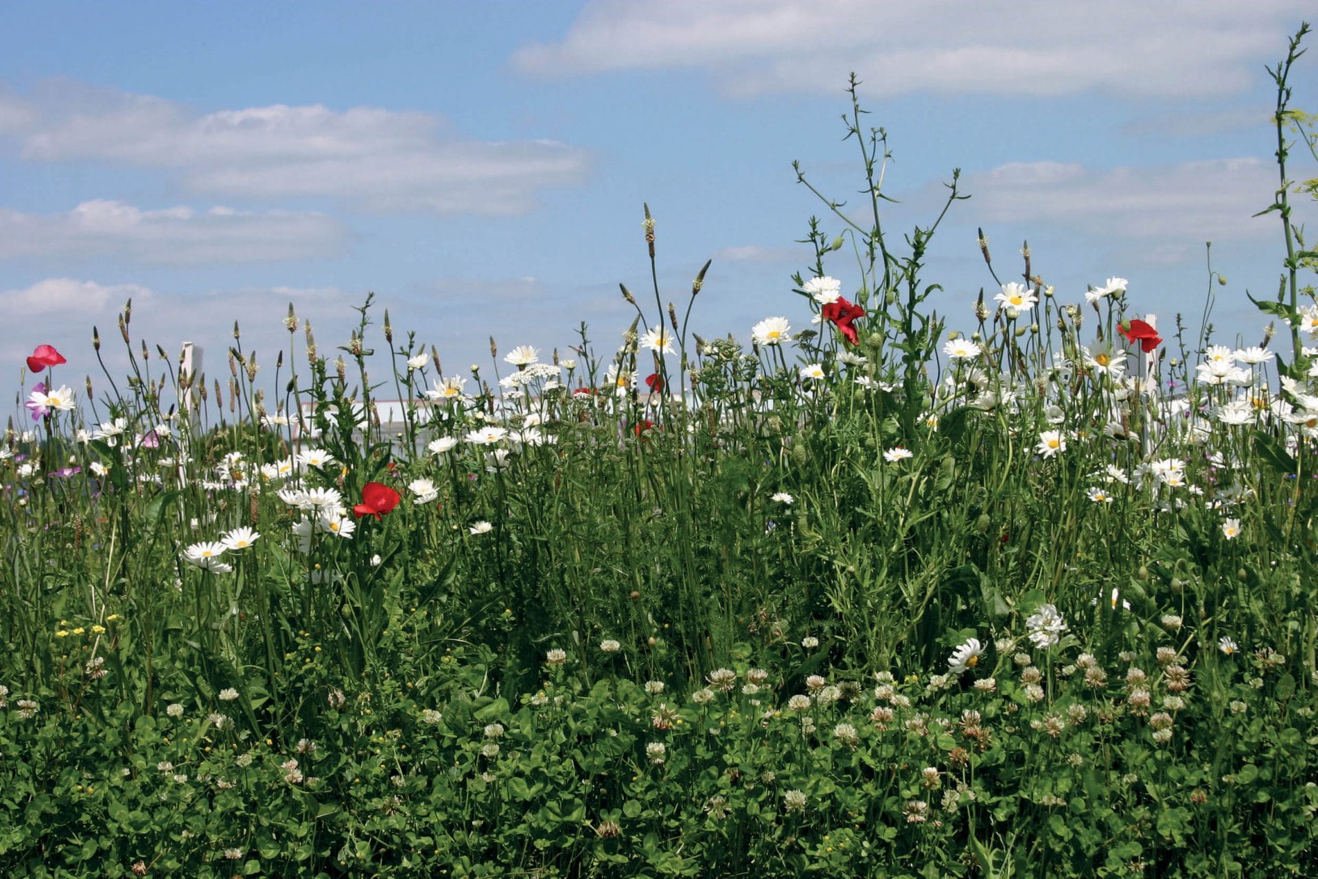 BOERENWEIDE