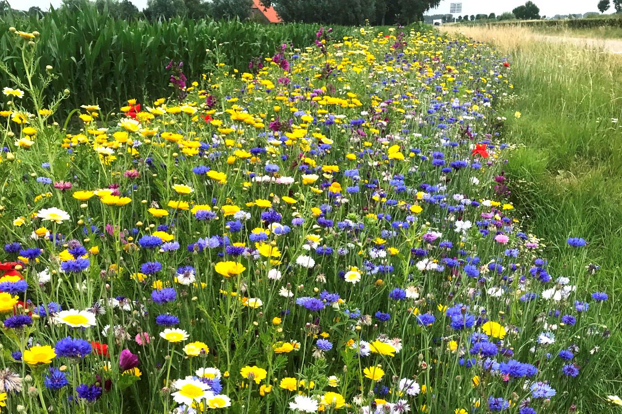 AKKERRAND BLOEMRIJK 1, EENJARIG - 1 kg