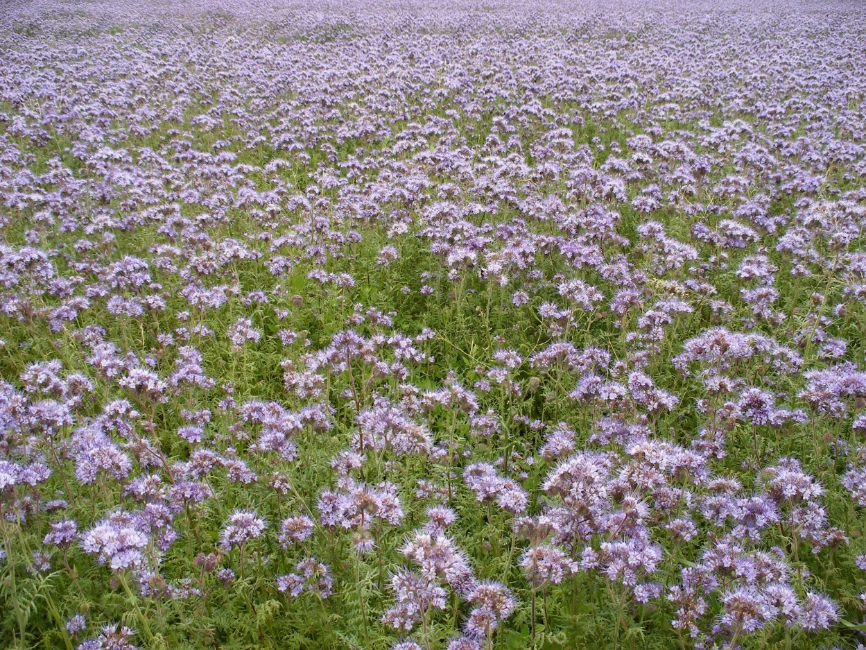 PHACELIA - 10 KG