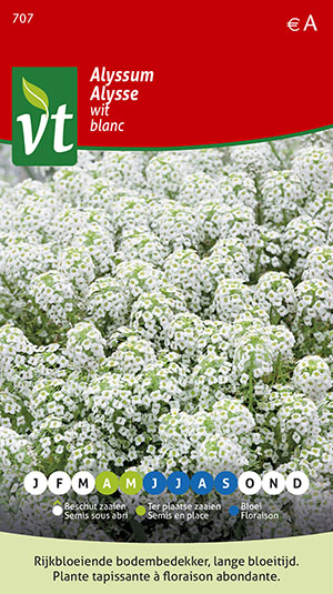 ALYSSUM SNEEUWTAPIJT