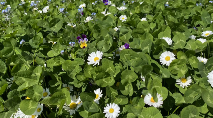 BIODIVERS KRUIDEN- EN BLOEMENGAZON - 10 KG