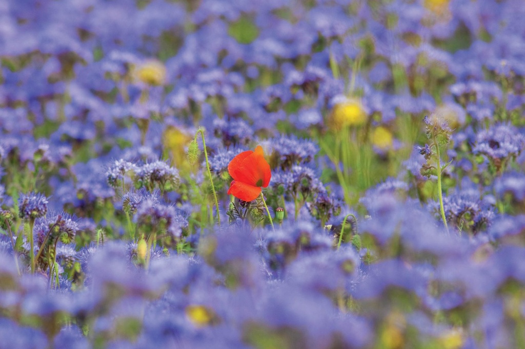 BRANDENBURGER - 1000 G