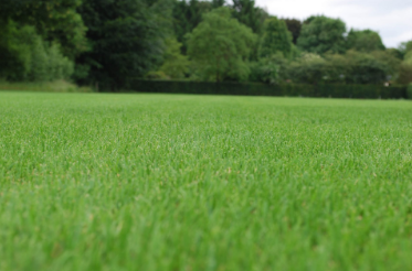 [FRZTTR10] FORZA TETRA + HEADSTART - 10 KG