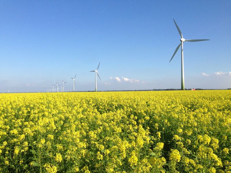 [GLMO25] GELE MOSTERD CARNAVAL - 20 KG