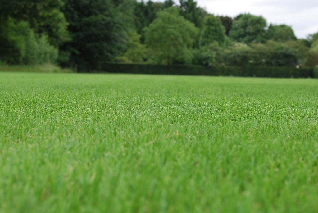 [RNVA10] RENOVA +HEADSTART ADVANCE- 10KG