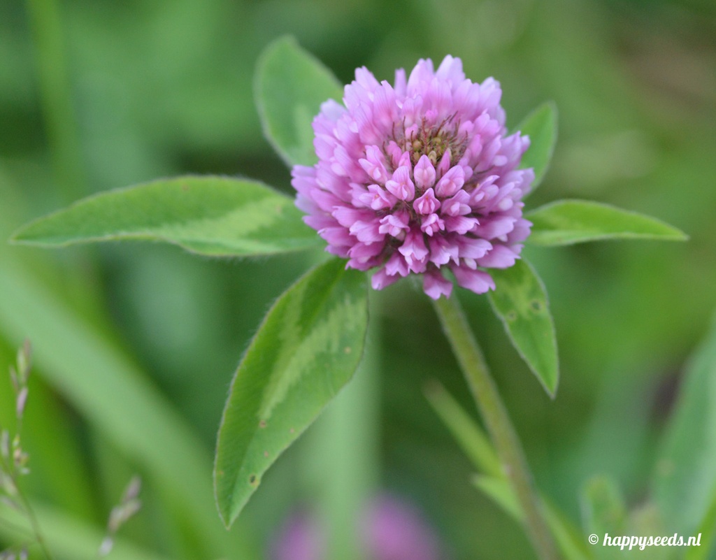 [RDKL] RODE KLAVER / KG