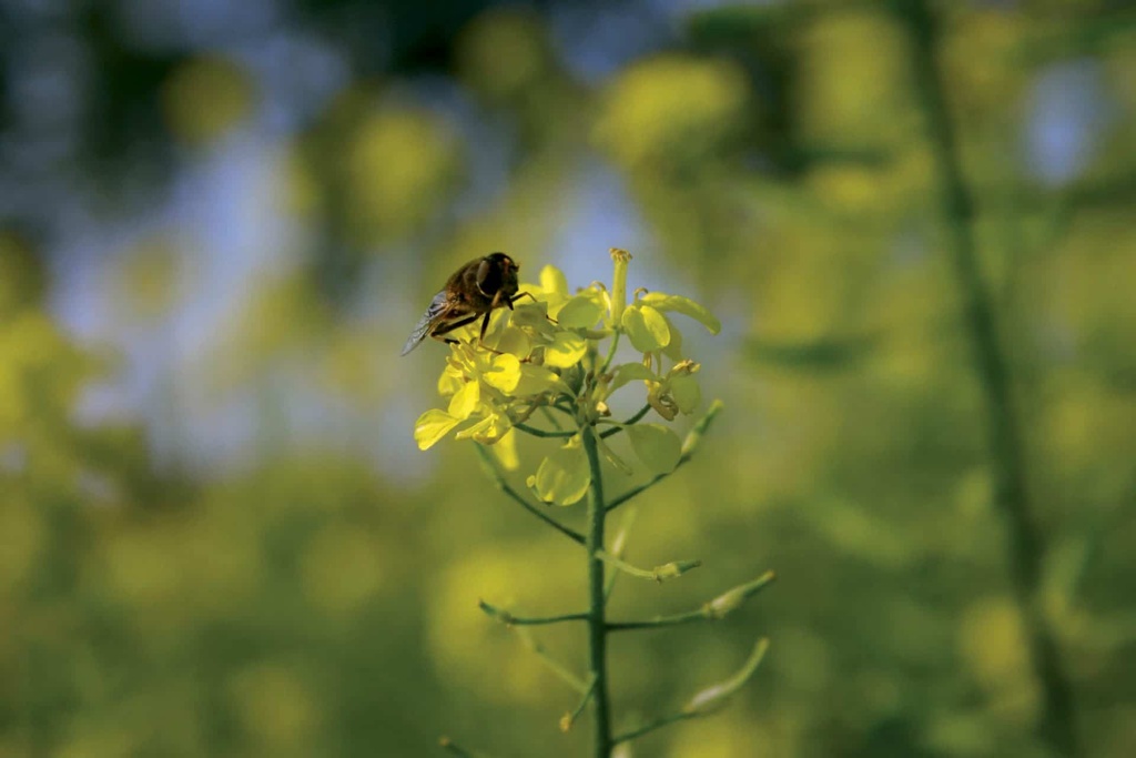 TÜBINGER     - 1000 G
