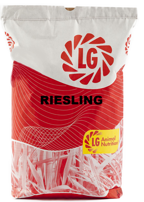 WITTE KLAVER 'SILVESTER' / KG